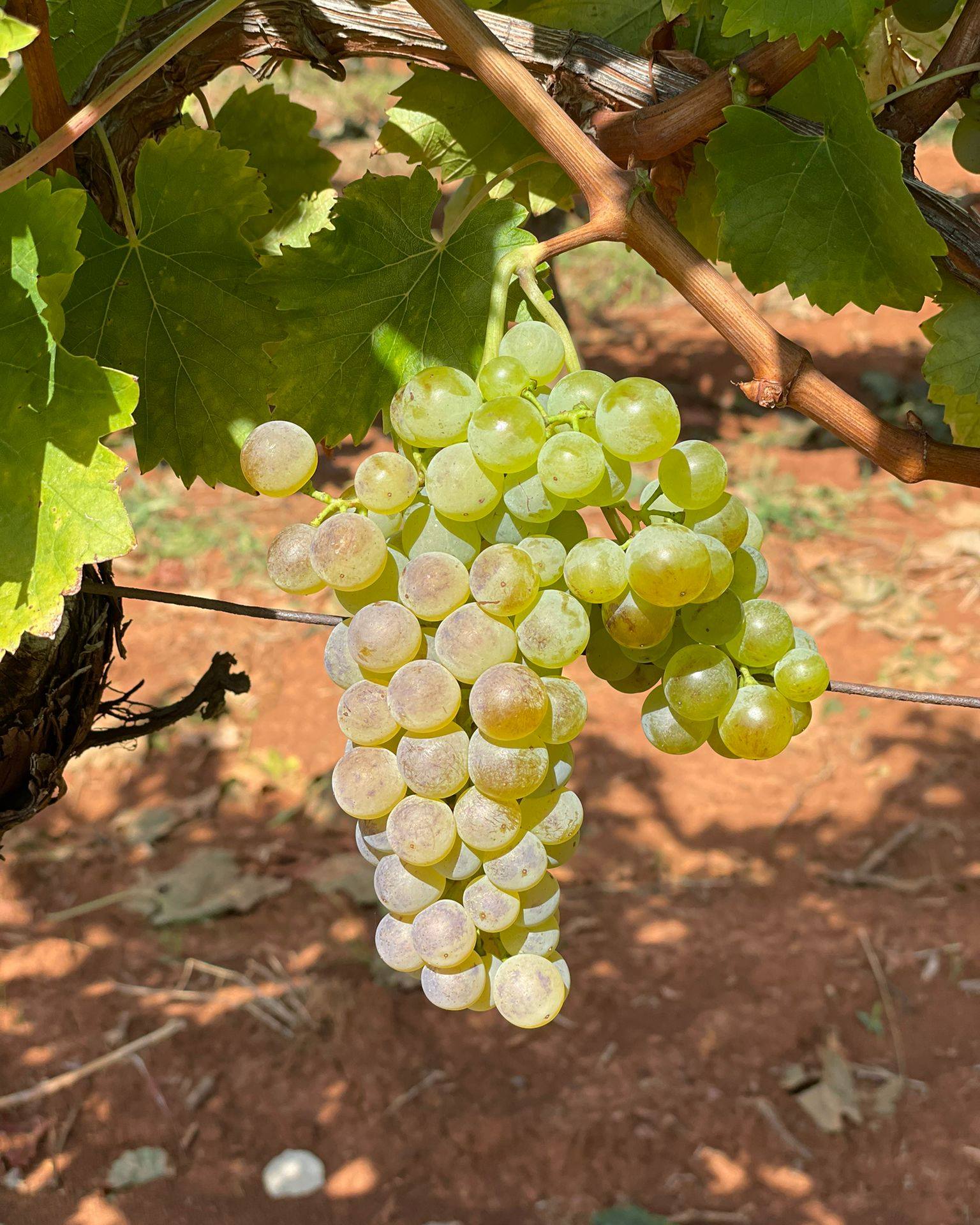 From small grape berries to wine